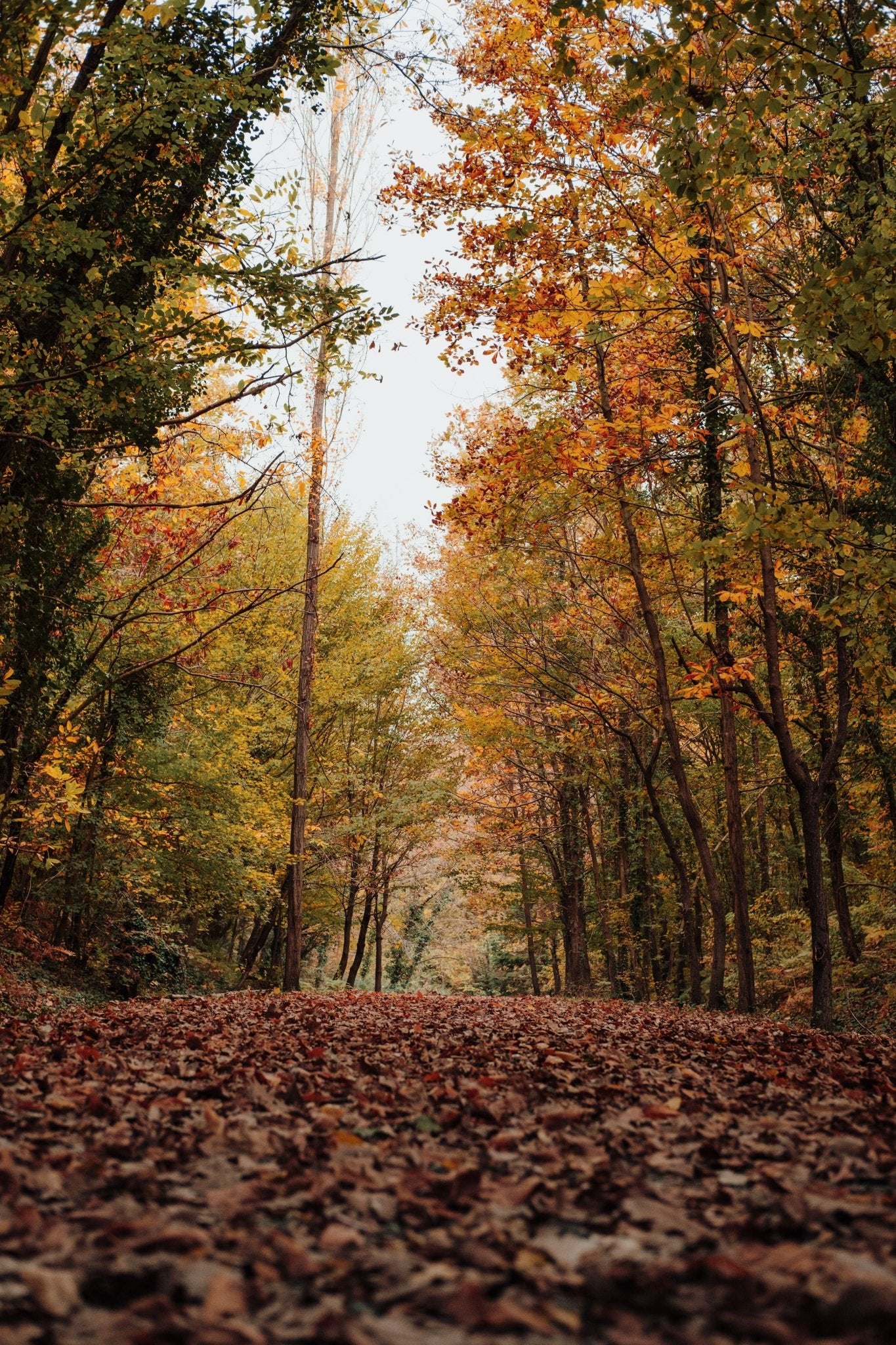 No Time for the Gym? How to Stay Fit When Work Gets Busy This Fall - Vimexciter